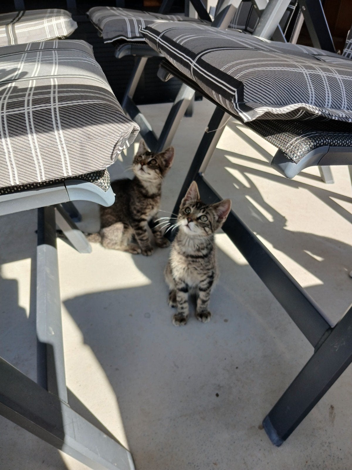 Lieve kittens te koop, Dieren en Toebehoren, Meerdere dieren