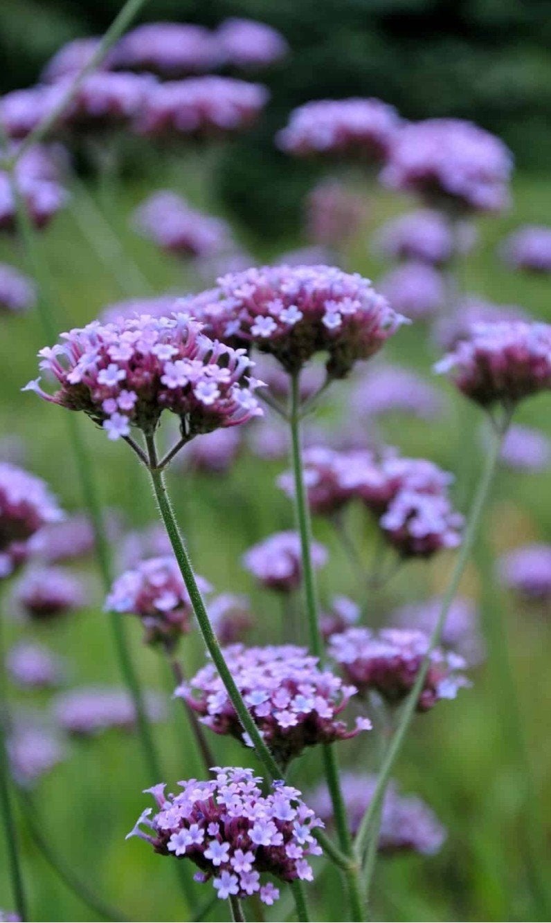 Verbena Bonariensis, Tuin en Terras, Ophalen, Volle zon