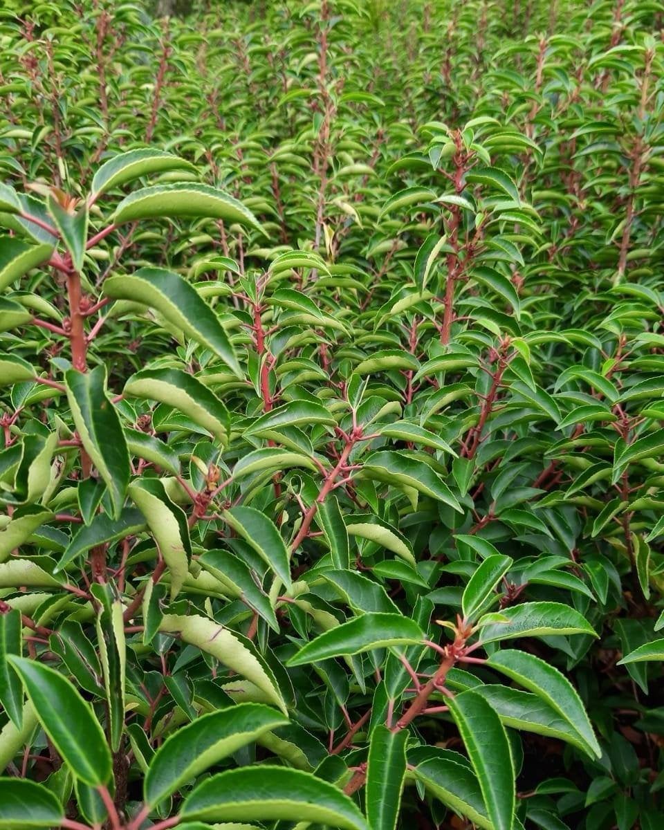 Portugese Laurier 80-100 cm – Prunus lusitanica – €9,95, Tuin en Terras, Ophalen, Laurier, Minder dan 100 cm