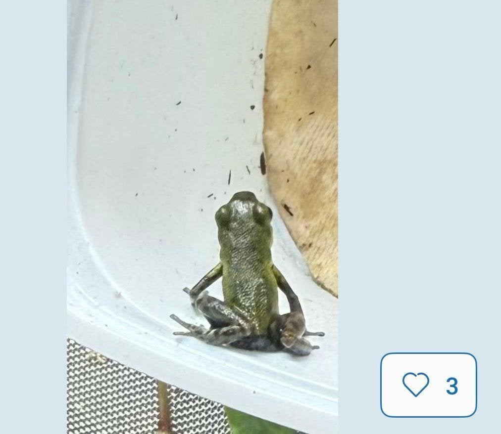 Meerdere Gifkikkers Frog photo 3
