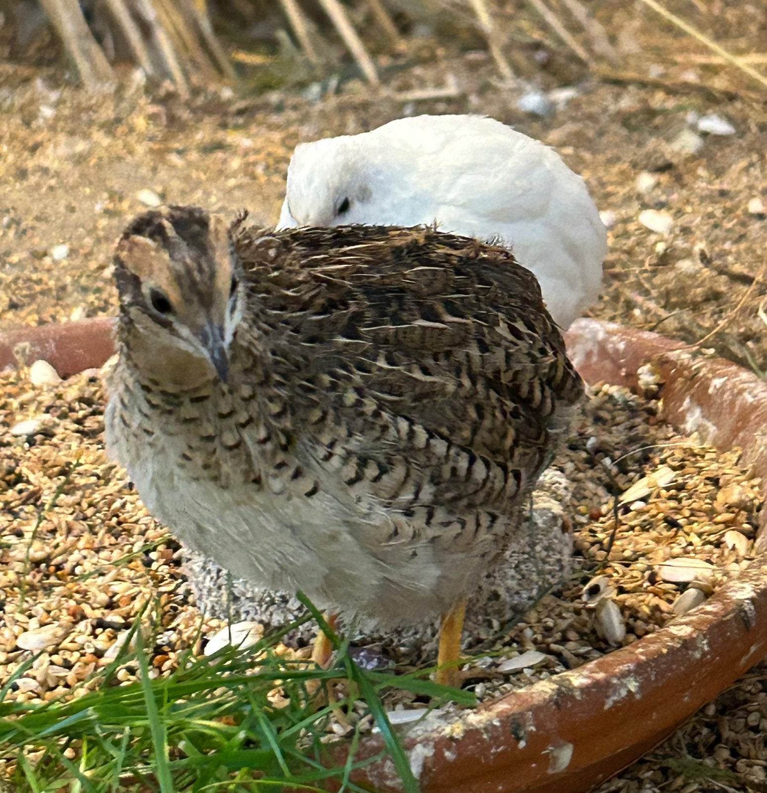 Koppel chinese dwerg kwartels, Dieren en Toebehoren, Meerdere dieren, Overige soorten