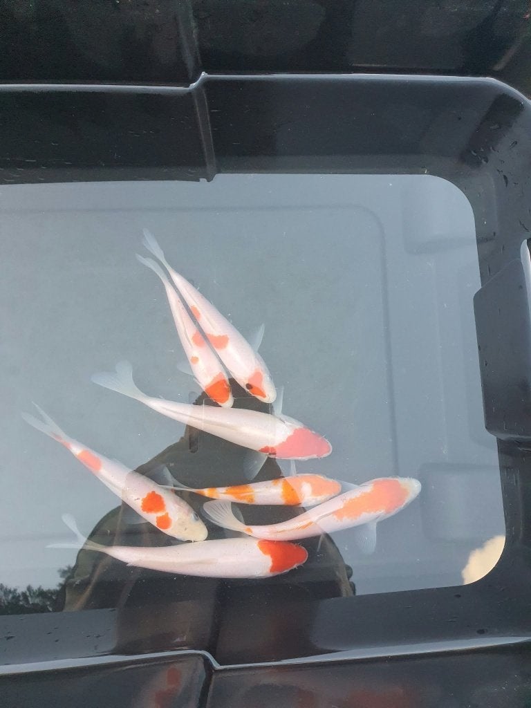 Laatste kans! (7 Koi) – Tancho, Kohaku & Tancho Kohaku, Karper of Koi
