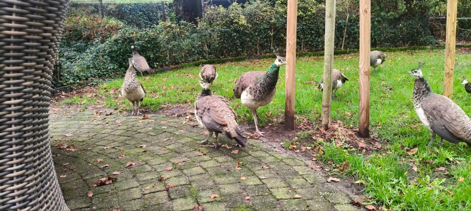 jonge pauw hennen, Dieren en Toebehoren, Vrouwelijk, Overige soorten