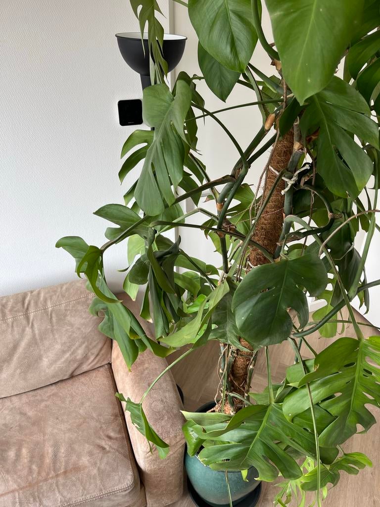 Grote Monstera Deliciosa - Kamerplant, Ophalen, 200 cm of meer, Overige soorten, Halfschaduw