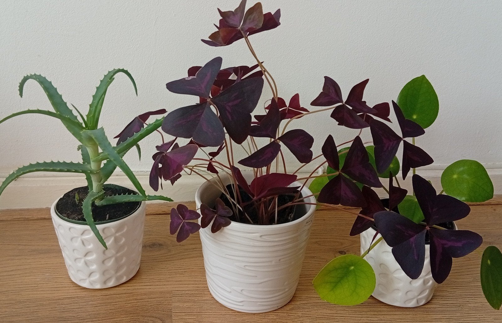 Aloë Vera boom, vlinders plant ( Oxalis), pannenkoek plant., Ophalen, Halfschaduw, Minder dan 100 cm