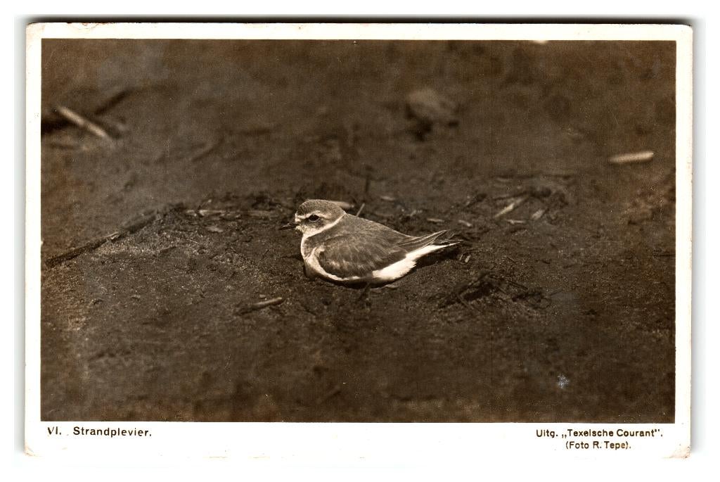 Texel, Strandplevier, Verzenden, 1920 tot 1940, Ongelopen, Waddeneilanden
