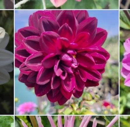 Dahlia's, Ophalen of Verzenden, Volle zon, Knol