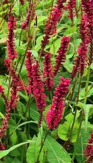 Zaden Persicaria Amplexicaulis 'Fat Domino', Ophalen of Verzenden, Zaad