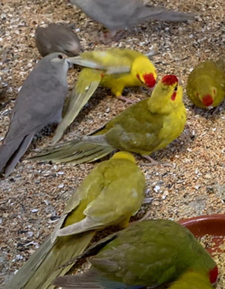 Kakariki, Meerdere dieren, Parkiet, Geringd