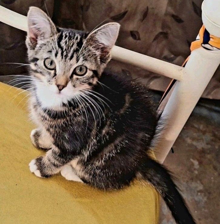 ❣️️ MOOIE, LIEVE EN GRAPPIGE KITTENS️❣️, Dieren en Toebehoren, Katten en Kittens | Raskatten | Korthaar, Poes, Ontwormd, 0 tot 2 jaar
