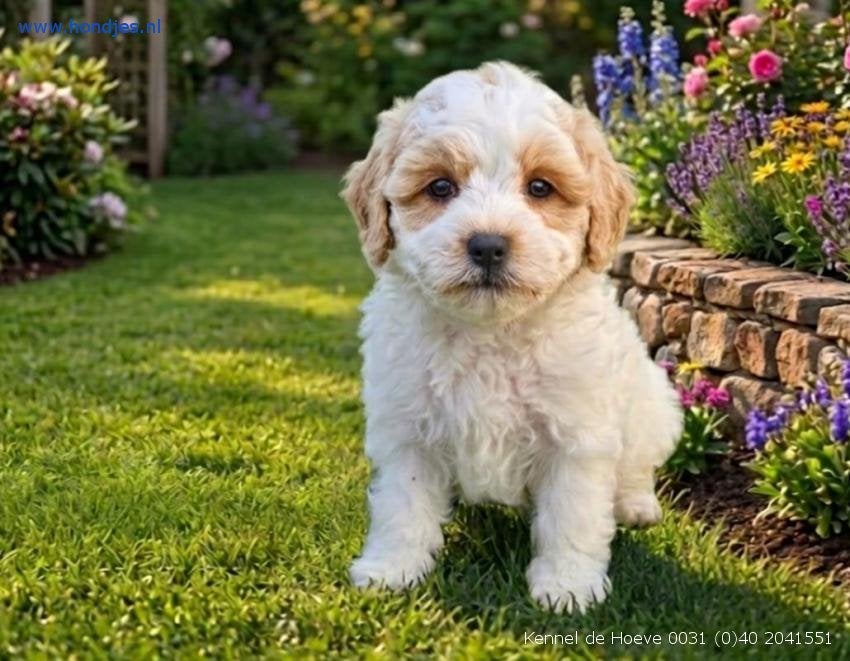 Kennel De Hoeve – Maltipoo, Boomer, Bolonka, Doodle pups, Dieren en Toebehoren, Honden | Chihuahua's en Gezelschapshonden, Parvo