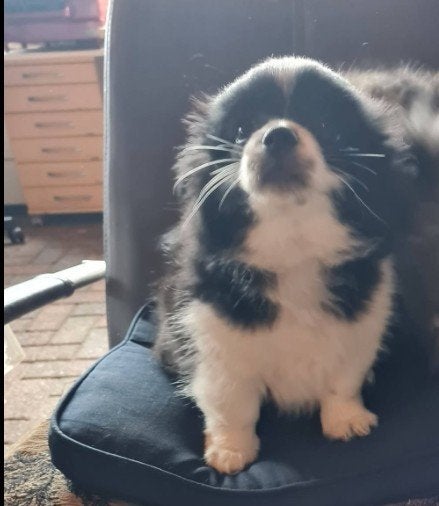 Te koop vlinderhondje  klein blijvend, Dieren en Toebehoren, Honden | Chihuahua's en Gezelschapshonden, 8 tot 15 weken, Parvo