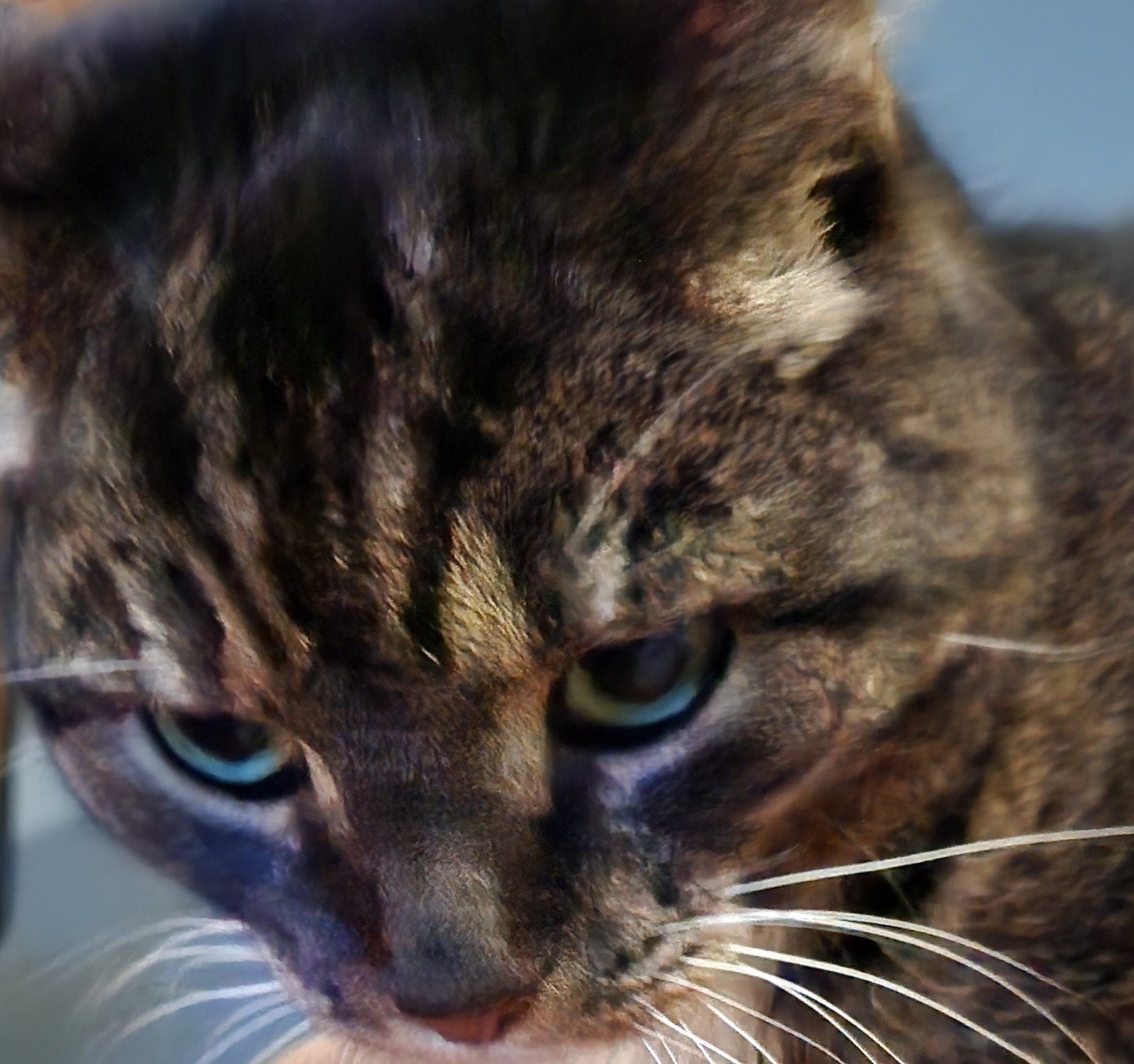 Katten of andere dieren oppas aangeboden Voorburg  e.o.