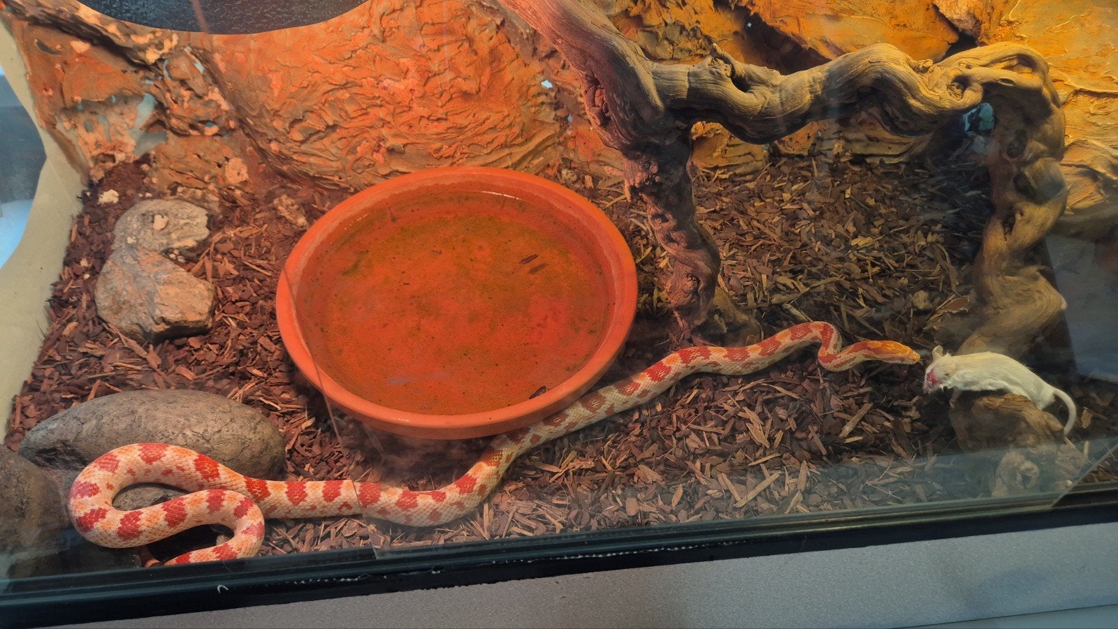 Rode rattenslang + terrarium Corn Snake photo 4