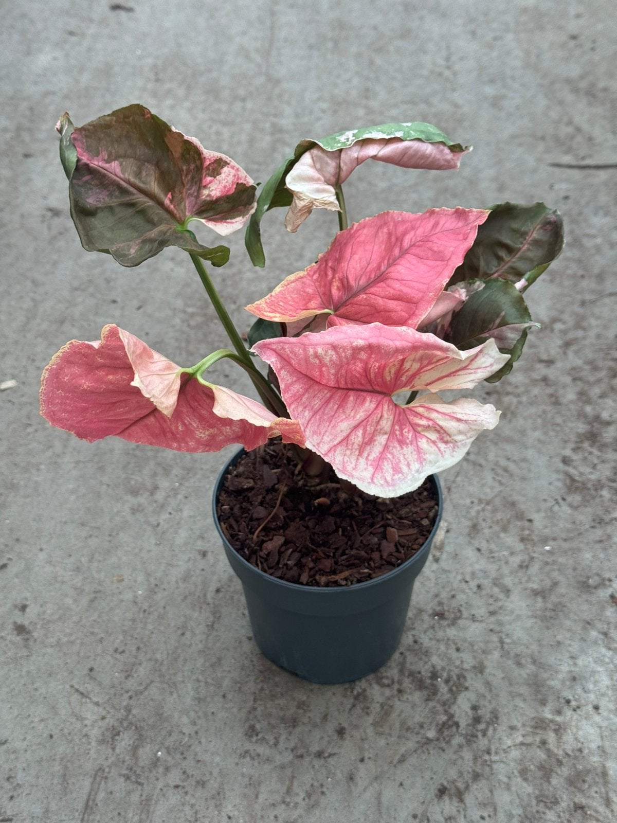Syngonium strawberry ice galaxy variegata pink, Huis en Inrichting, Ophalen of Verzenden, Halfschaduw, Minder dan 100 cm