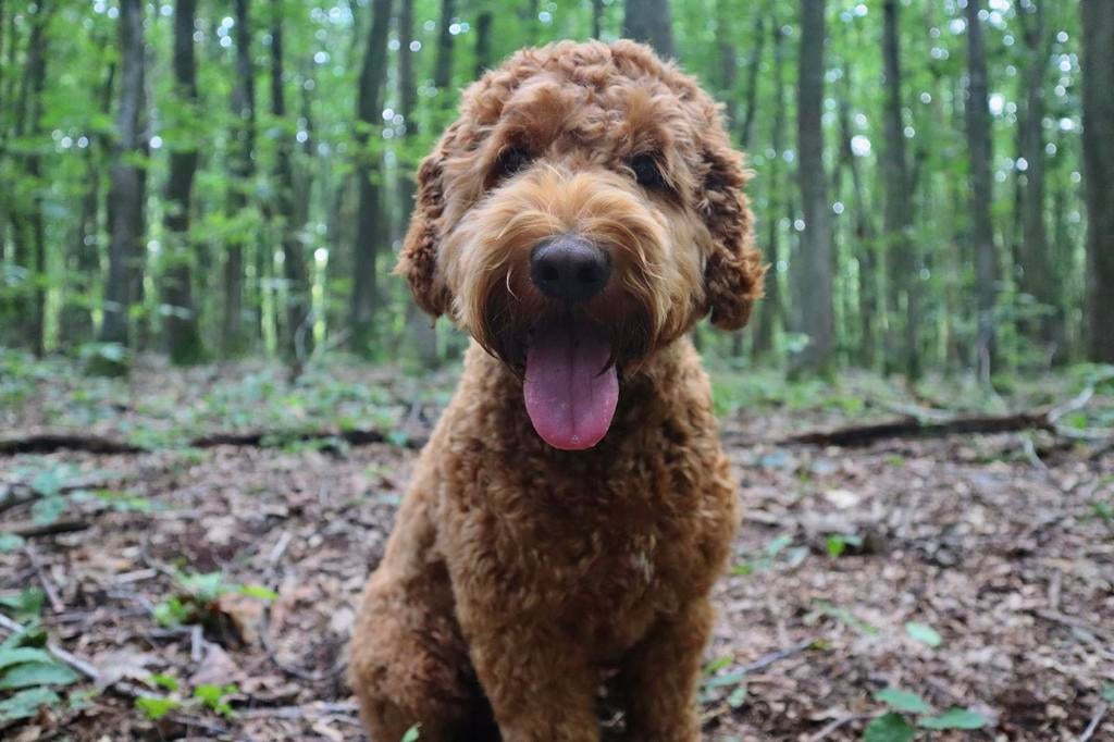 Australian labradoodle dekreu, Dieren en Toebehoren, Honden | Dekreuen, Reu, Parvo, Eén hond, 3 tot 5 jaar