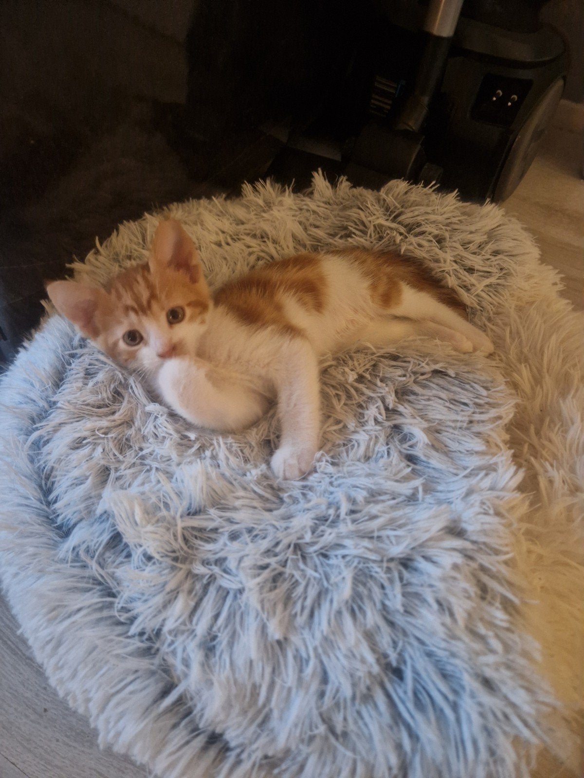 Rood met witte kitten, Dieren en Toebehoren, Kater, 0 tot 2 jaar