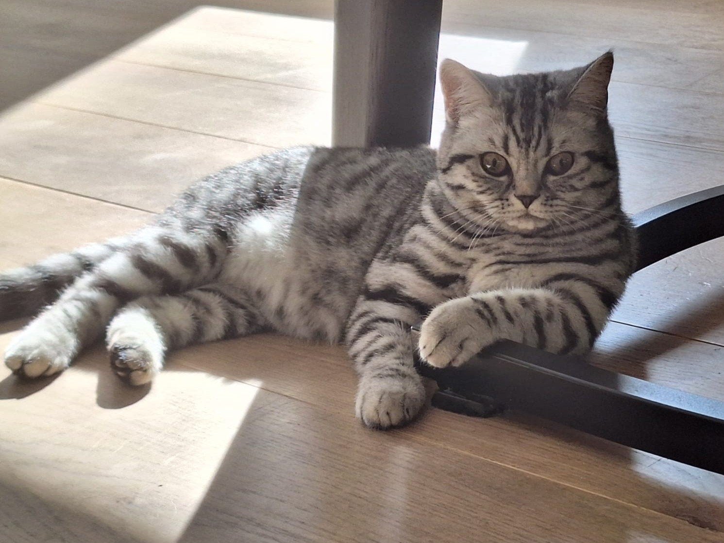 Lieve en speelse Britse korthaar zoekt een fijn nieuw thuis, Dieren en Toebehoren, Kater, Gechipt, 0 tot 2 jaar