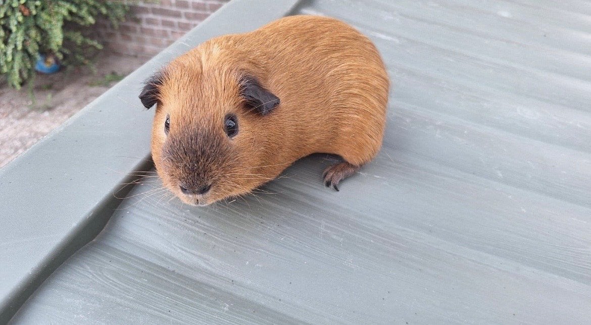 California beertje te koop of te ruil, Cavia, Mannelijk, Tam, September