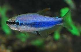 Blauwe Koningszalm - Inpaichthys kerri - Koidreams Valburg, Vis, Zoetwatervis