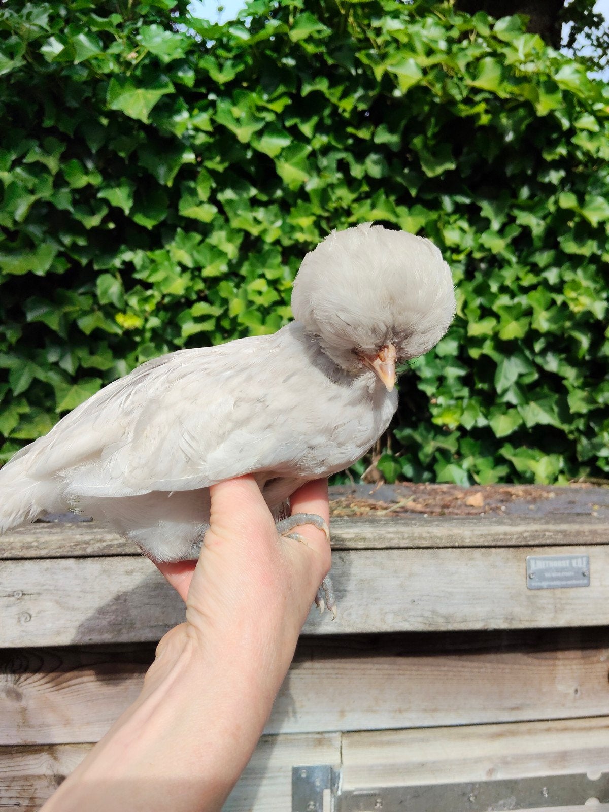 Kuifhoen haantjes van 1 juni, gratis, Mannelijk, Kip