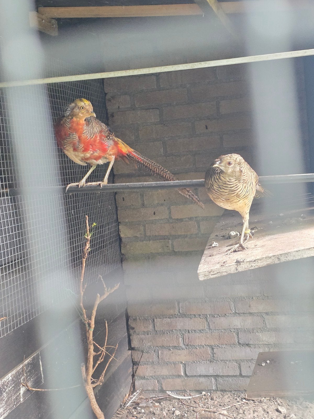 Fazanten, Meerdere dieren, Kip