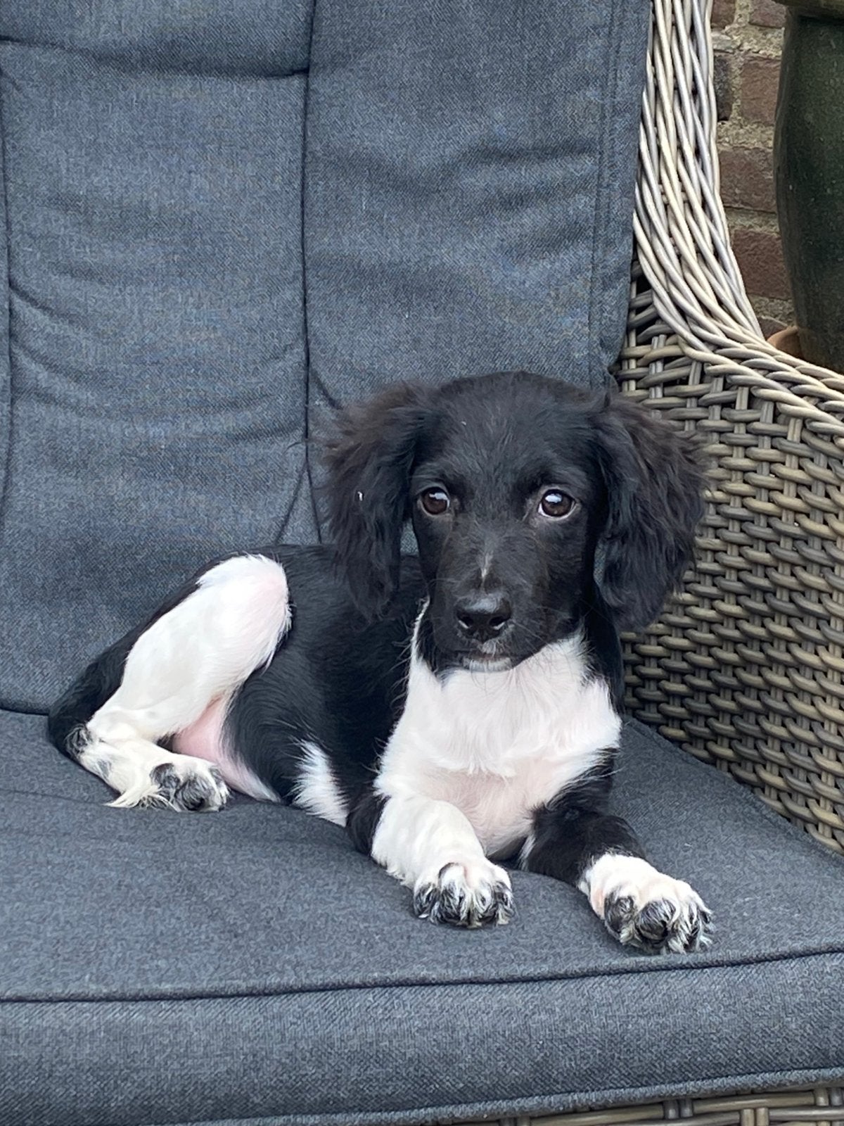 Hele mooue HEIDEWACHTEL x FRIESE STABIJ pup, Parvo, Nederland, 8 tot 15 weken, Teef