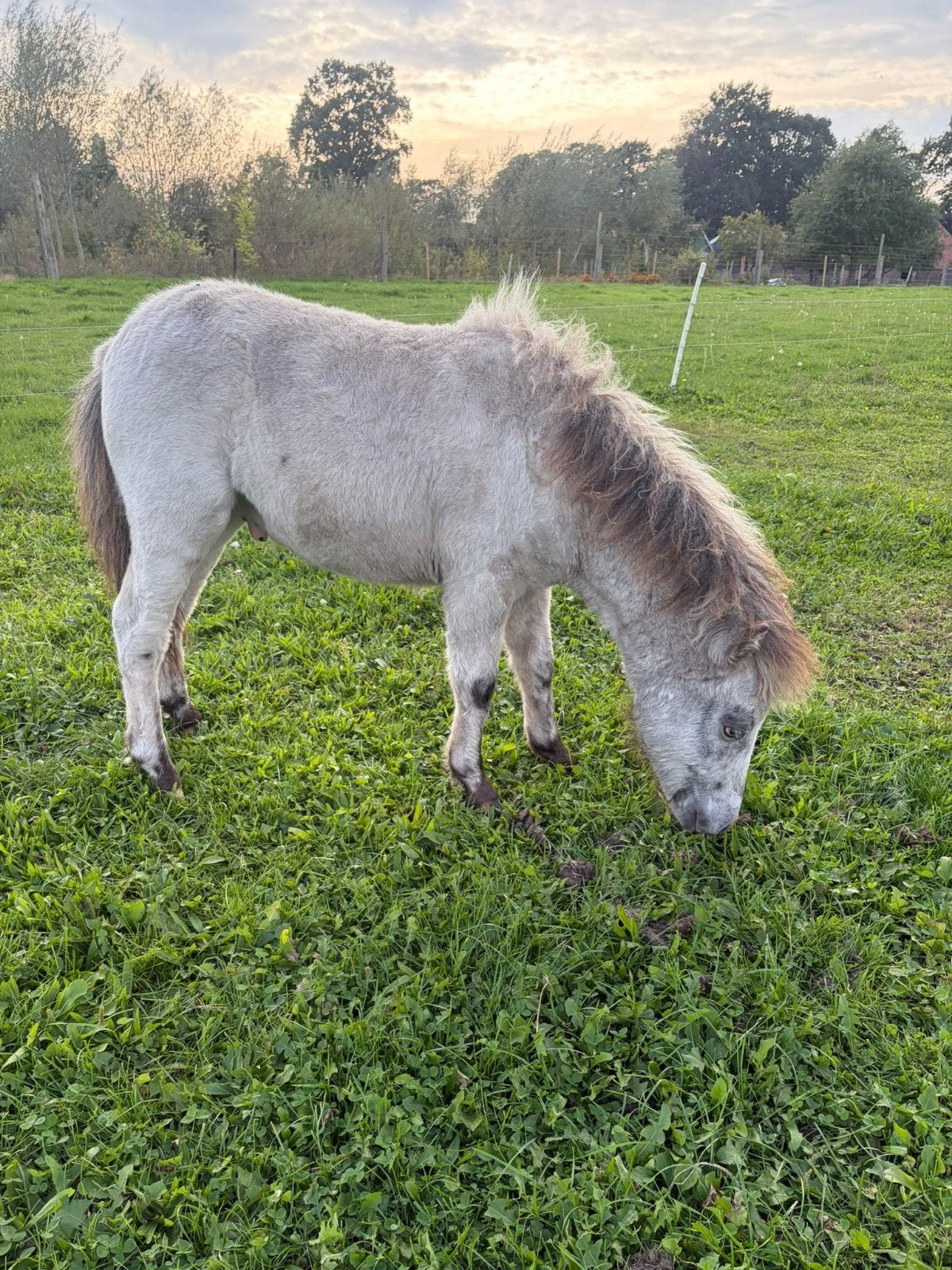 appaloosa hengst veulen, Dieren en Toebehoren, Hengst, Niet van toepassing, A pony (tot 1.17m), 0 tot 2 jaar
