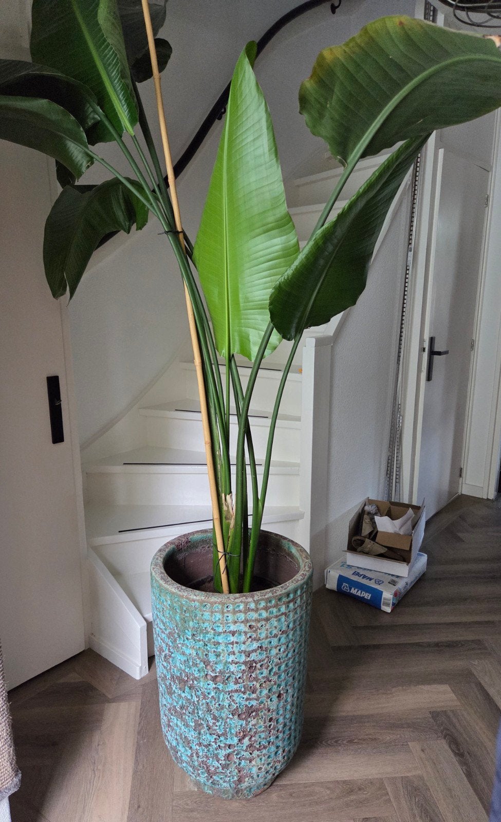 Grote Strelitzia Nicolai met turquoise sierpot - Eyecatcher!, Vaste plant, Bloeit niet, Halfschaduw, Ophalen