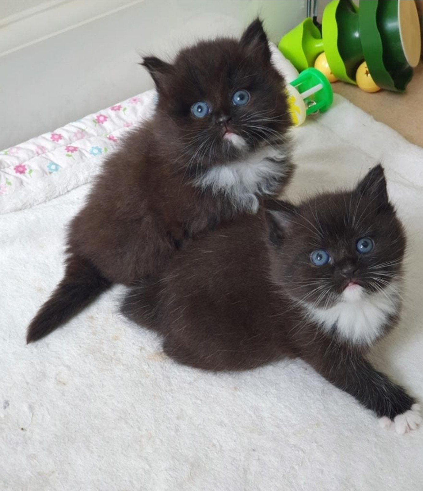 LIEF Langharig Choclat poesje zoekt een nieuw fijn mandje, Poes, Langharig, 0 tot 2 jaar