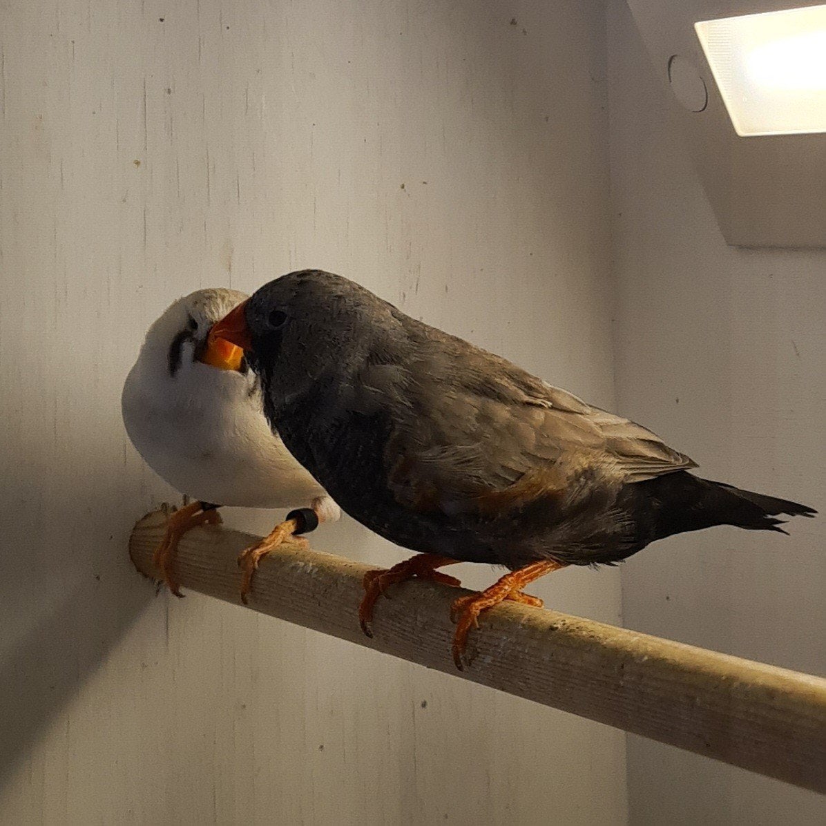 Charcoal  Zebravinken, Dieren en Toebehoren, Vogels | Overige Vogels, Meerdere dieren