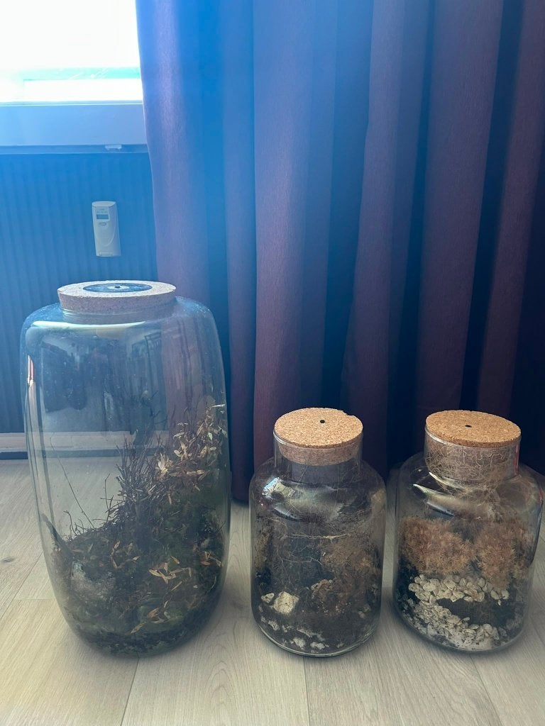 Gratis op te halen: Plant in glazen bol (3x), Ophalen, Bloeit niet, Overige soorten, Halfschaduw