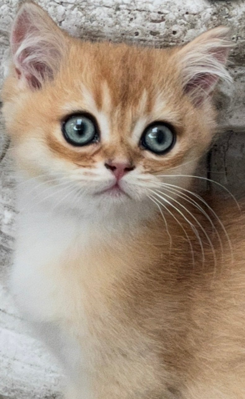 Britse korthaar en langhaar kittens met stamboom, Meerdere dieren, Met stamboom, 0 tot 2 jaar