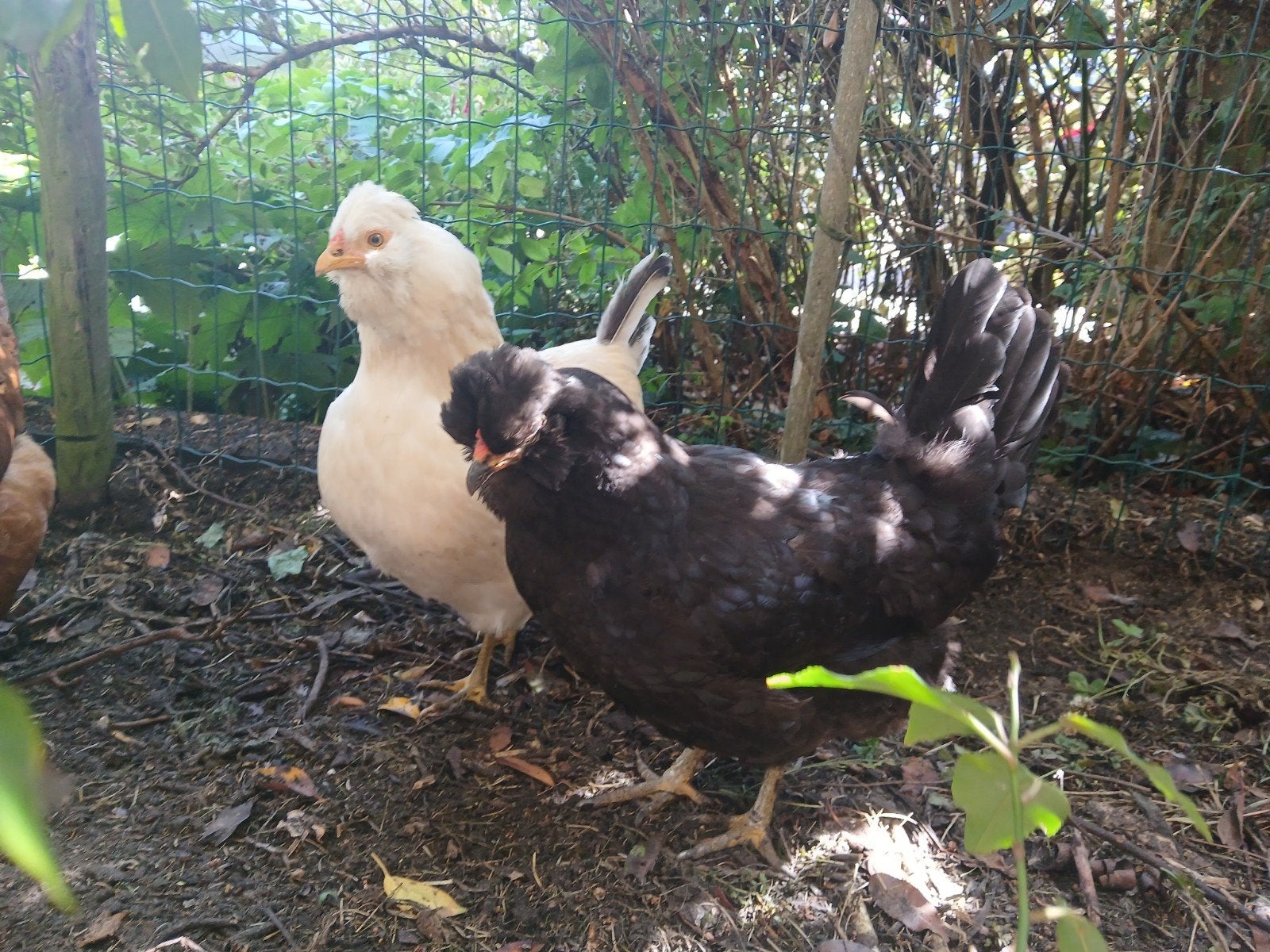 Witte en zwarte Cream Legbar hen te koop, Vrouwelijk, Kip