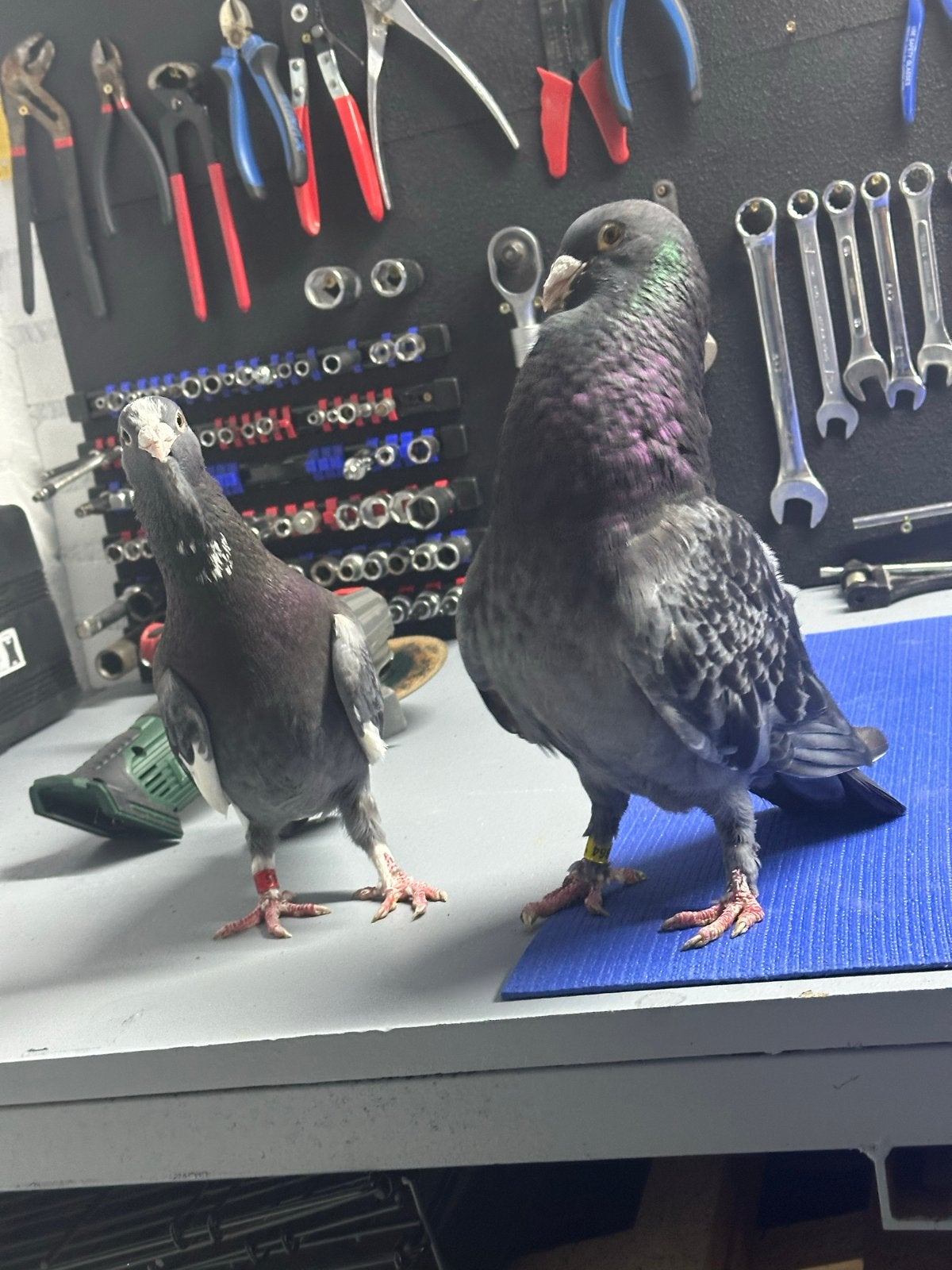 ADANA DUİVEN, Dieren en Toebehoren, Vogels | Duiven, Meerdere dieren, Postduif