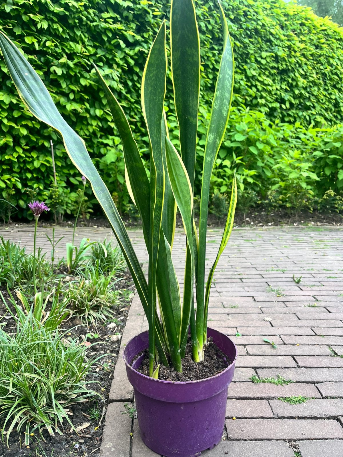 Vrouwentong 80cm sanseveria, Huis en Inrichting, Kamerplanten, Ophalen, Halfschaduw, Minder dan 100 cm