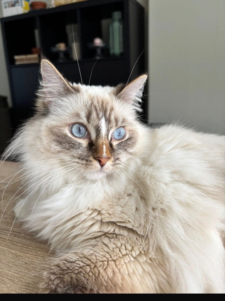 Ragdolls te koop met stamboom, Poes, Met stamboom, 3 tot 5 jaar
