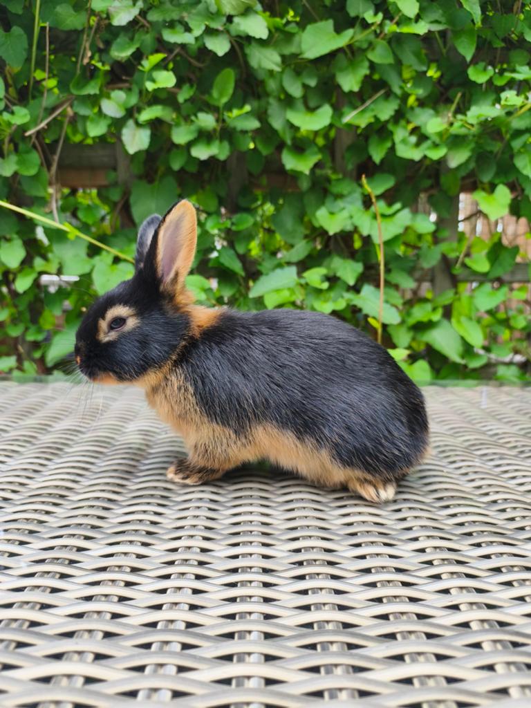 Jonge Rasechte Black and Tan konijnen, Meerdere dieren