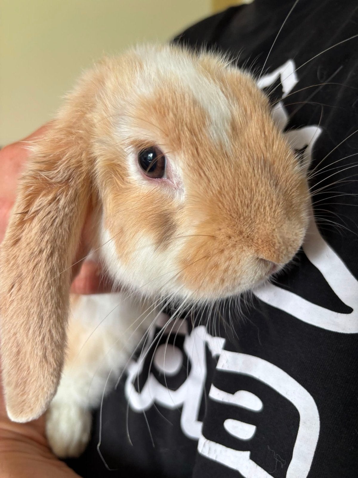 Leuk lief konijntje!! Eventueel met kooi, Dieren en Toebehoren, Konijnen, Mannelijk, Dwerg, 0 tot 2 jaar