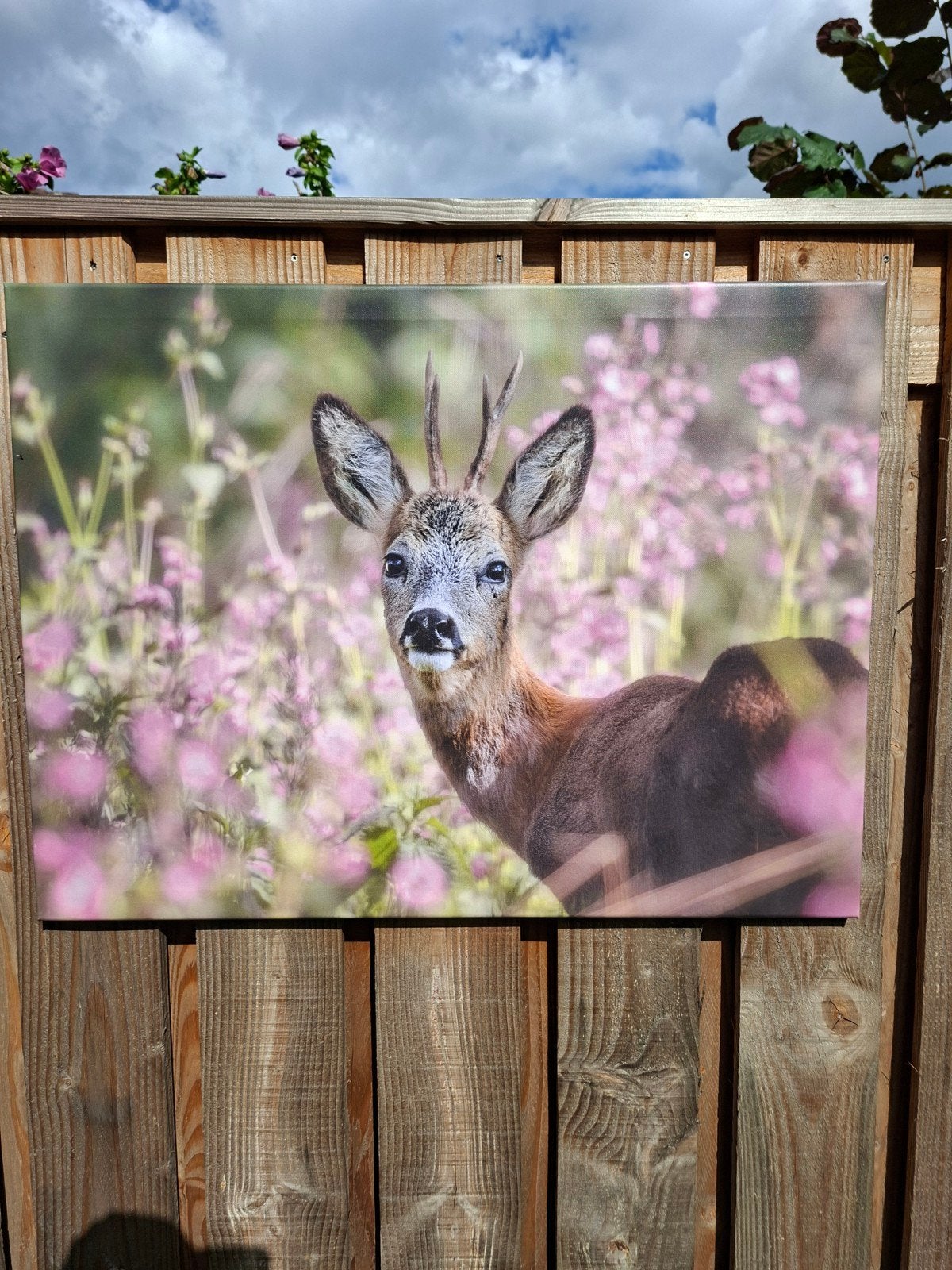 Natuurfotografie Ree tussen Wildbloemen op Canvas, Ophalen, 50 – 75, Nieuw, 75 tot 100 cm