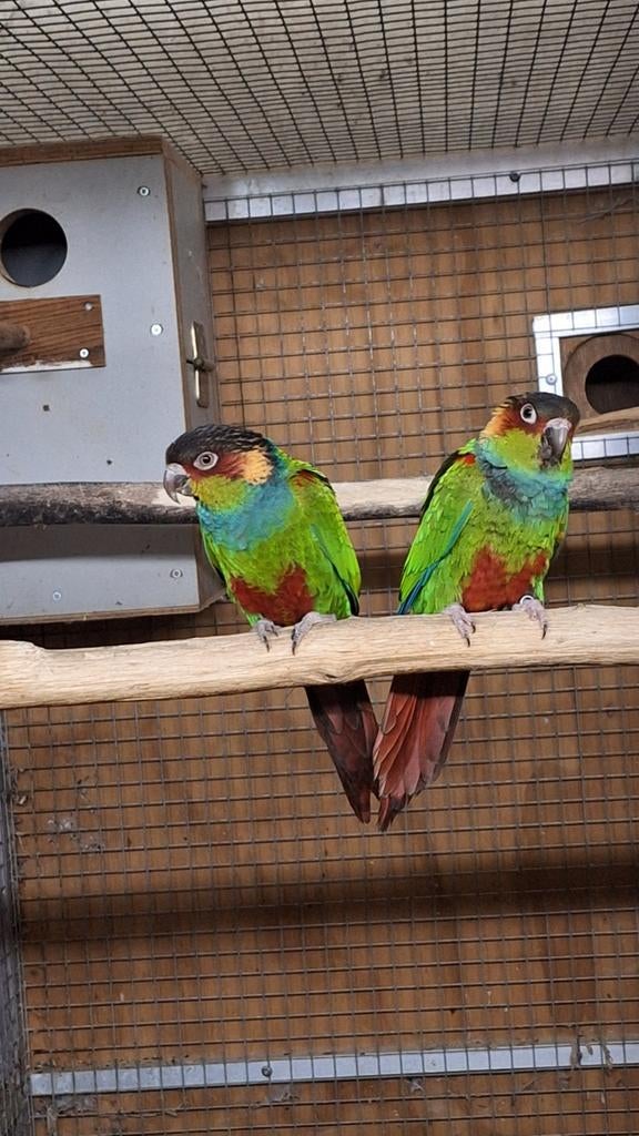 Blauwkeelparkiet pyrrhura cruentata pyrrhura's kweekkoppel, Meerdere dieren, Parkiet, Geringd