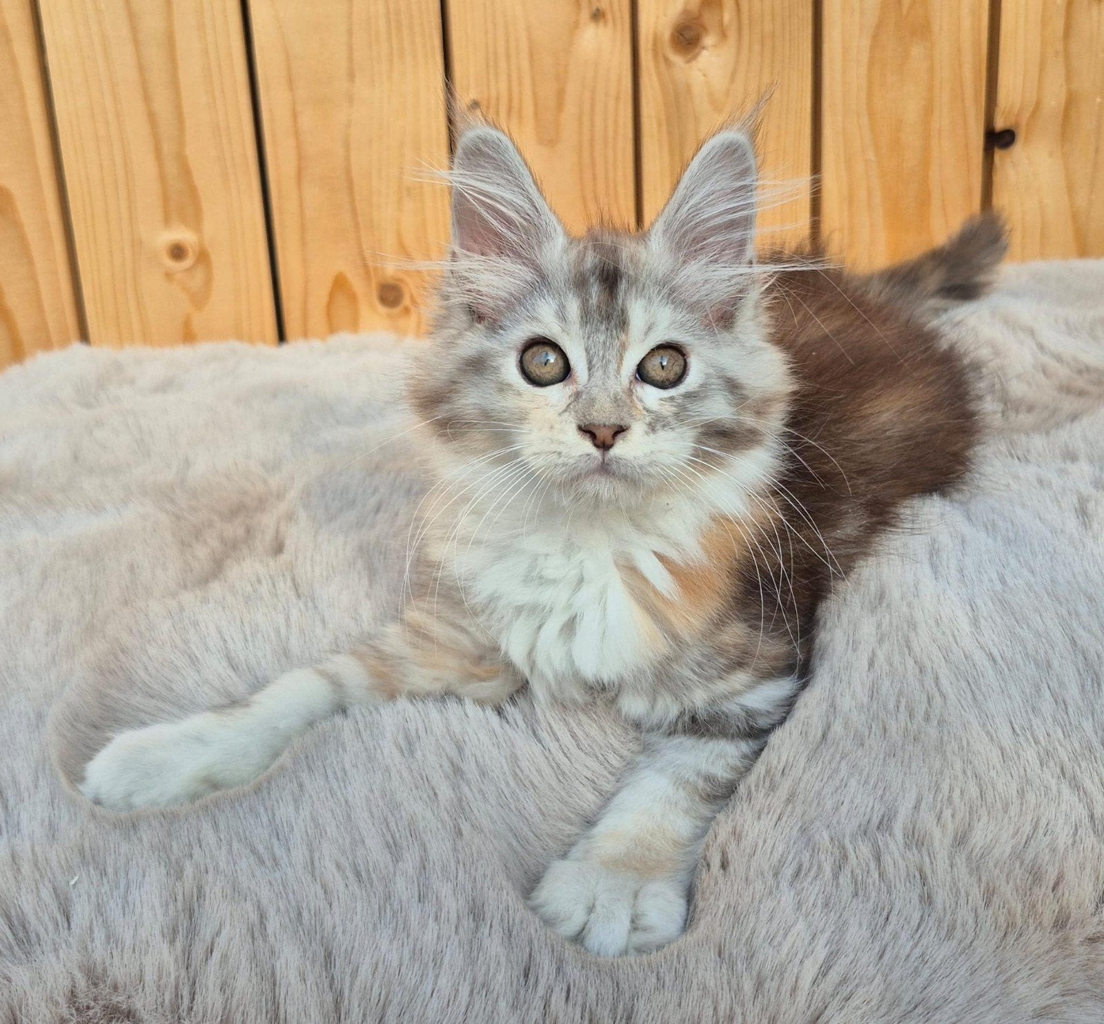 maine coon kitten met stamboom (poesje) rus, shaded lijn, Poes, Met stamboom, 0 tot 2 jaar