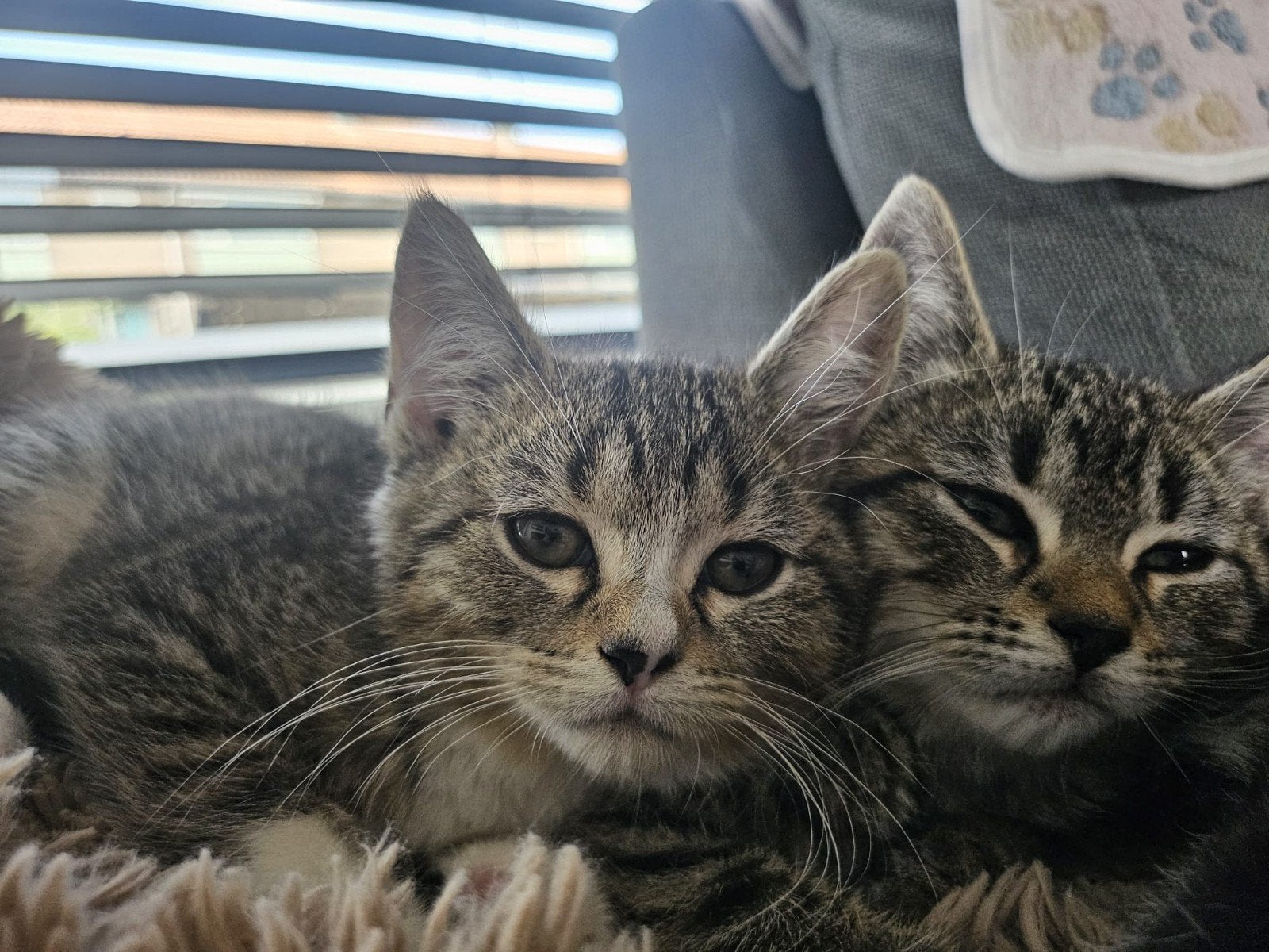 3 lieve kittens, Meerdere dieren
