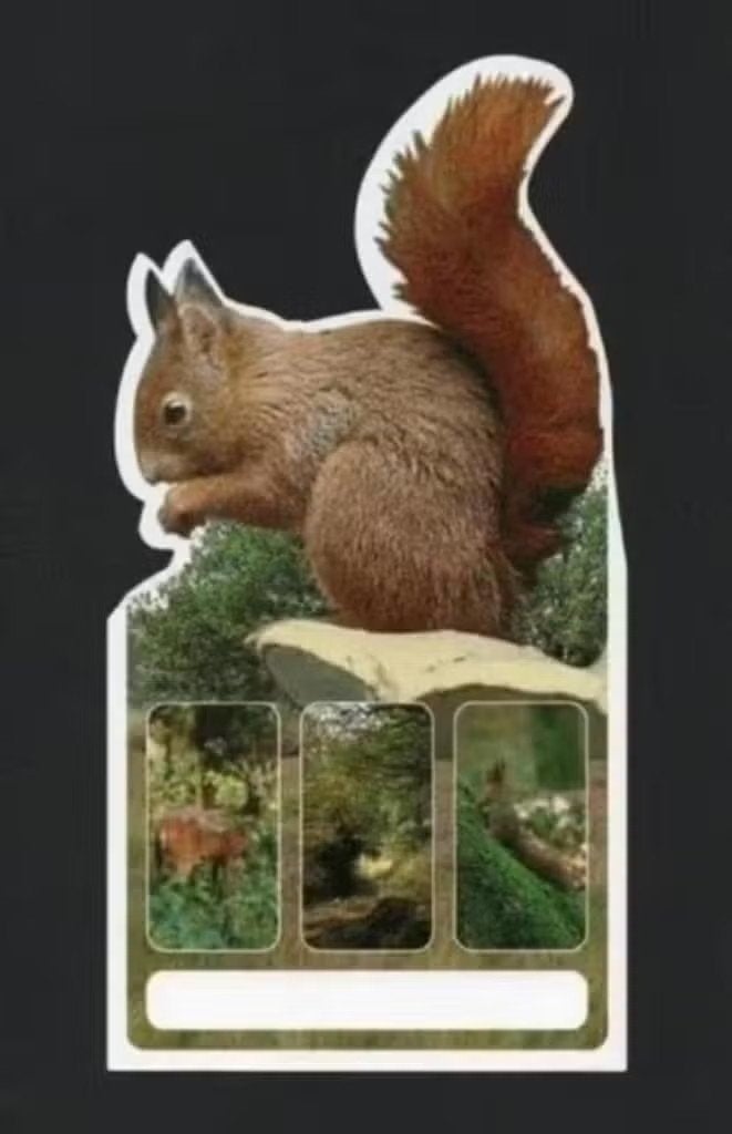 Eekhoorn Sciurus Vulgaris Knaagdier., Verzamelen, Ansichtkaarten | Dieren, Ophalen of Verzenden, 1980 tot heden, Ongelopen, Knaagdier