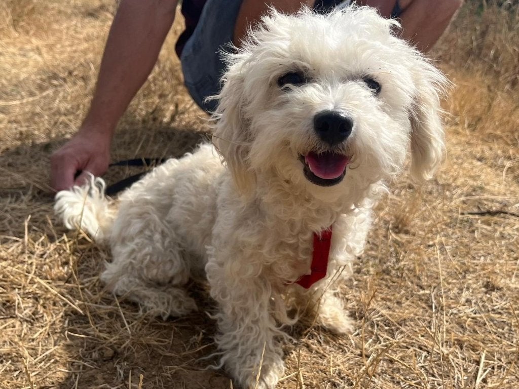 Kleine Nysa, een lief, vrolijk en sociaal hondje, Particulier, 1 tot 2 jaar, Buitenland, Teef