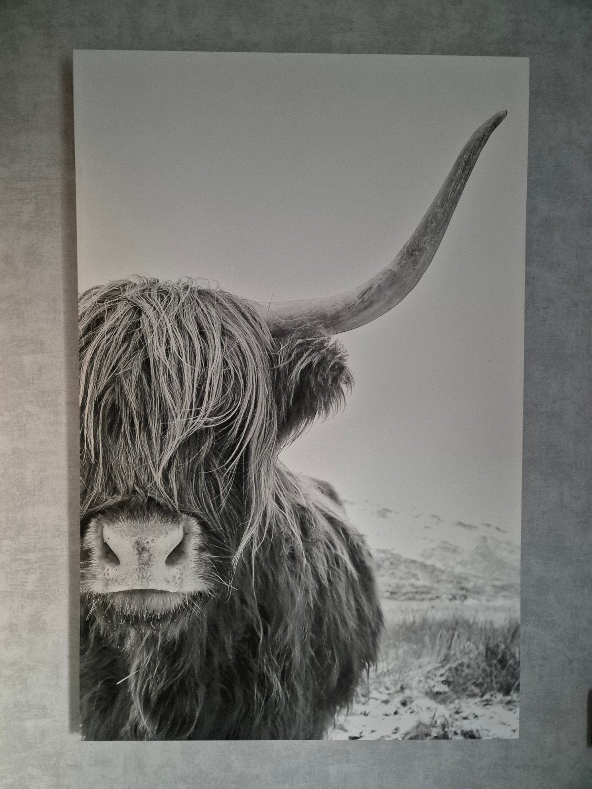Zwart-wit canvas schilderij Schotse Hooglander, Ophalen, Zo goed als nieuw, Schilderij, 100 tot 125 cm