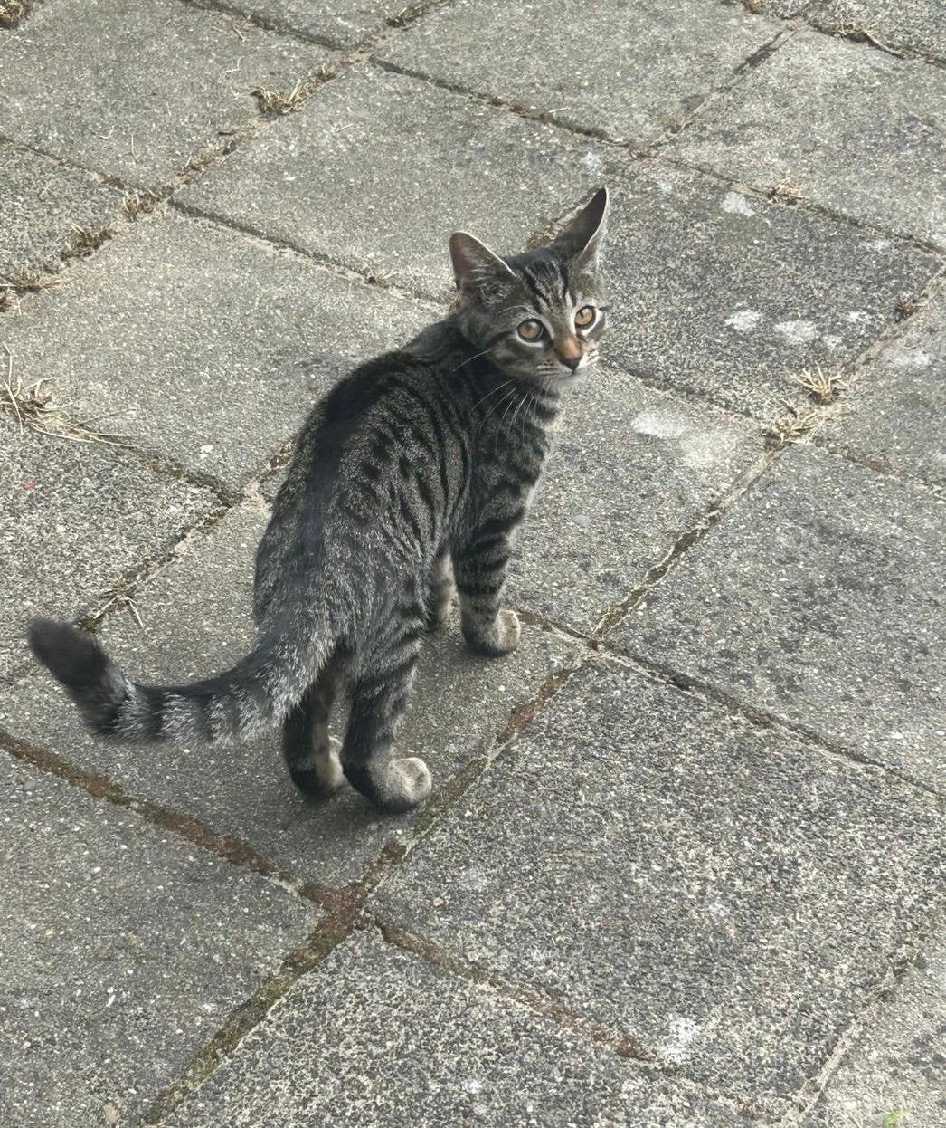 Mooie kat van 6 maanden oud., Kater