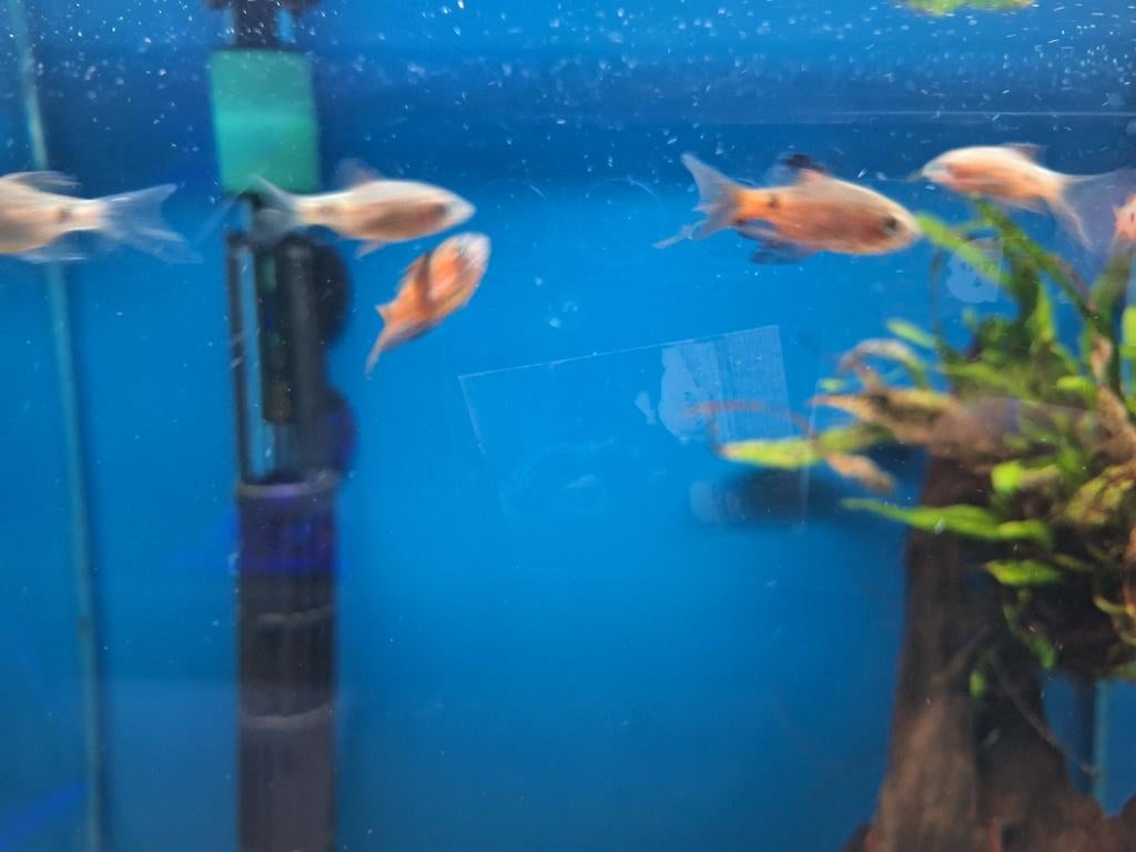 Prachtbarbeel sluier pethia conchonius aquarium vissen kopen, Vis