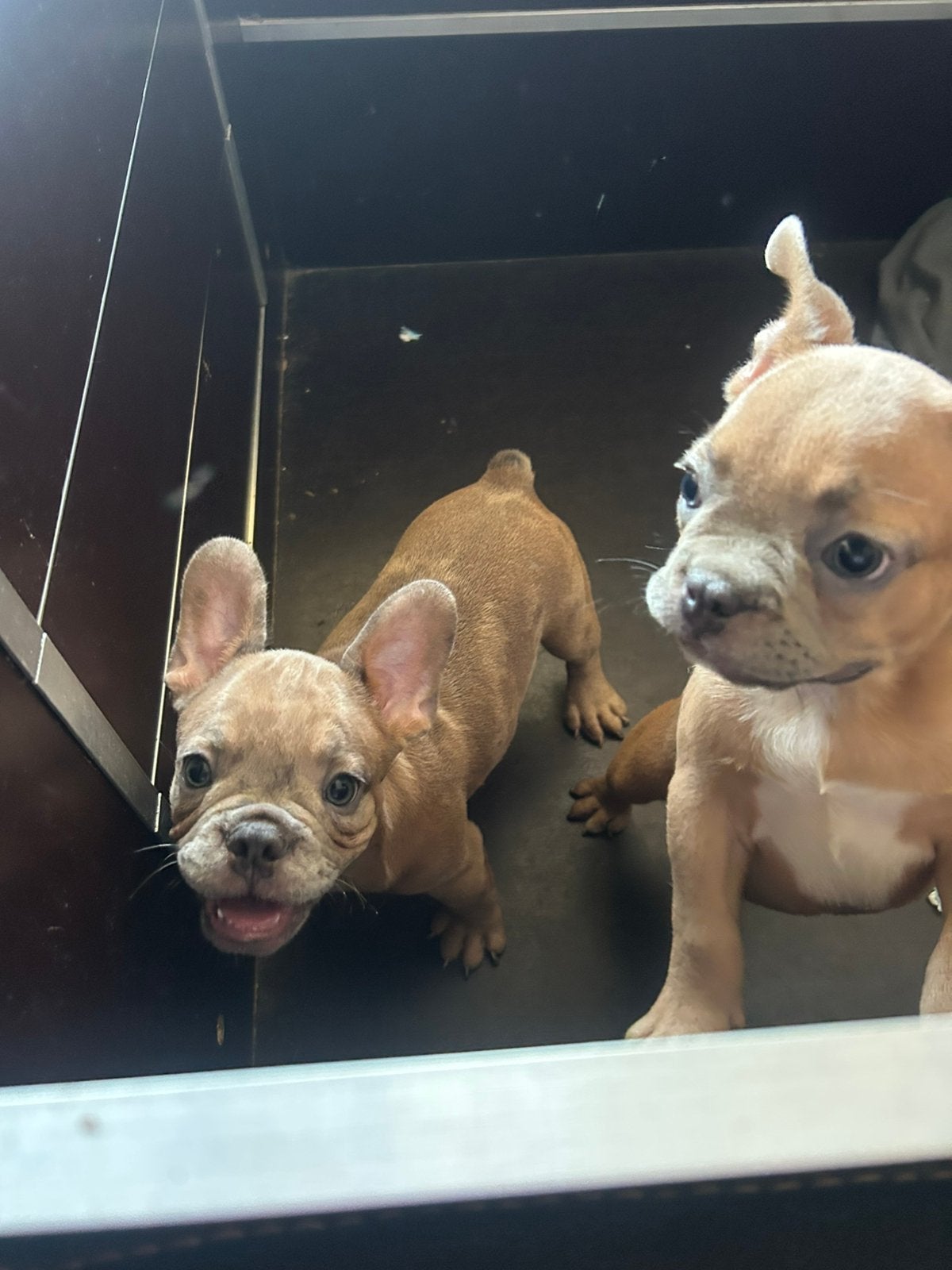 Franse bulldog pups, Dieren en Toebehoren, Honden | Bulldogs, Pinschers en Molossers, Reu, Bulldog, Particulier, Meerdere, Nederland