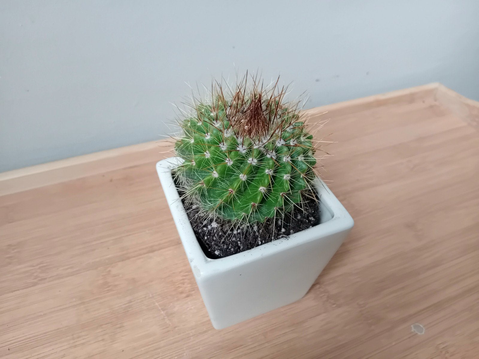 Cactus 10cm, Ophalen, Minder dan 100 cm, In pot, Cactus